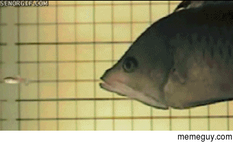 How the slingjaw wrasse eats its prey