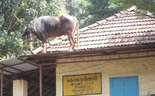 How this buffalo reached there 