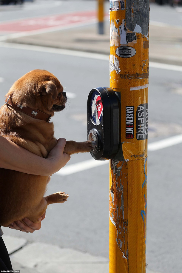 How to avoid covid at crosswalks