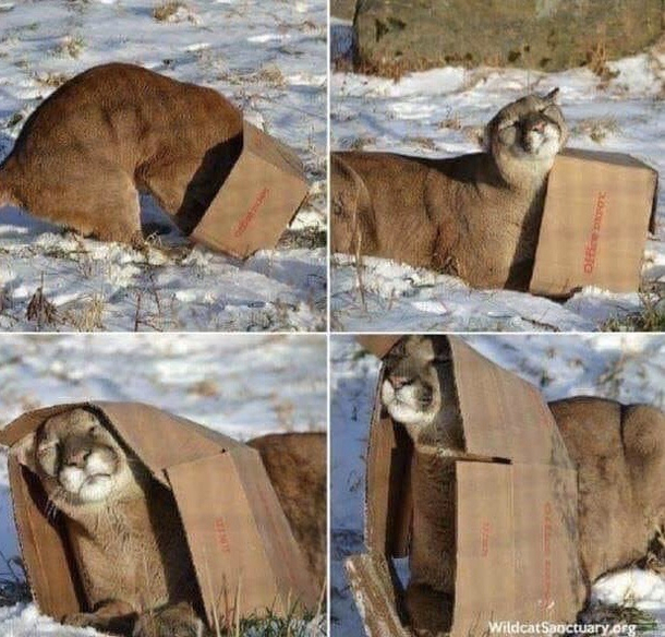 How to catch a cat any cat You place box in the open and said cat will lay in said boxbecause if I fits I sits