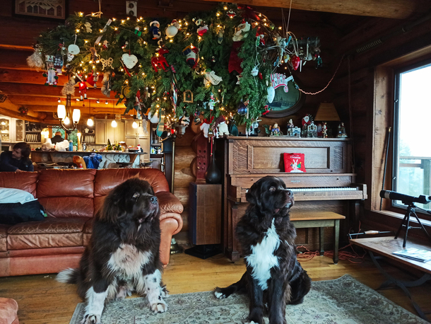 How to dog-proof a Christmas tree