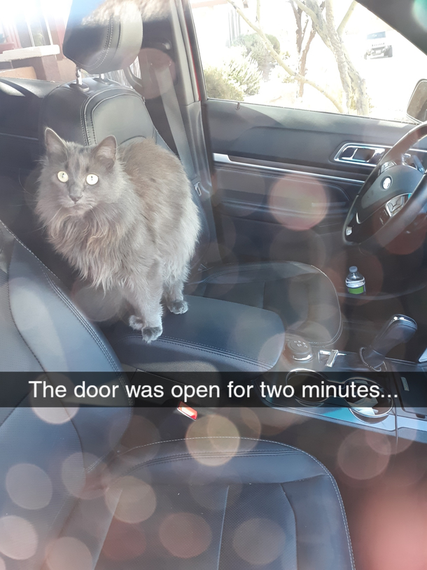 How To Get a Cat 