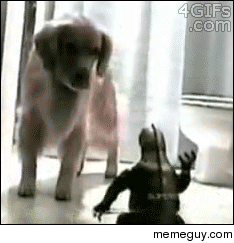 how to get your dog to take a bath