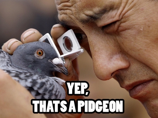 how to identify birds