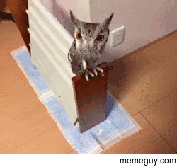 How to inflate an owl