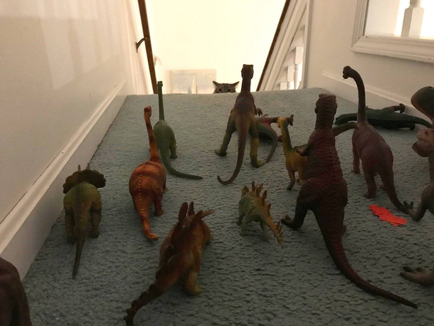 How To Keep The Cat Downstairs