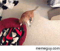 How to make a very old dog very happy