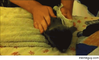 How to make kitten burrito