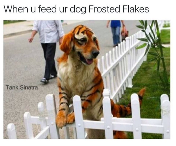 How to make your dog go from good to GREEEAAAAT