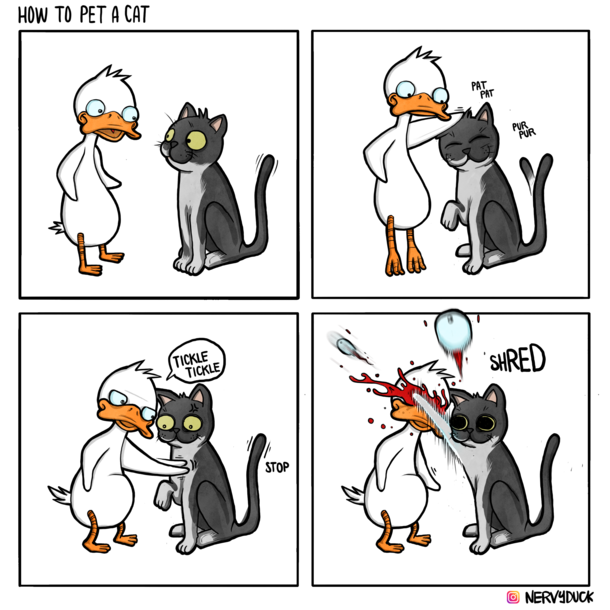 How to pet a cat safely