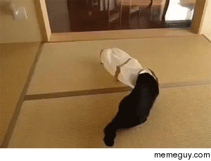 How to prank the cat