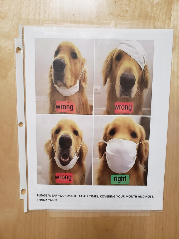 How to properly wear your mask according to this adorable Golden amp my Drs office 