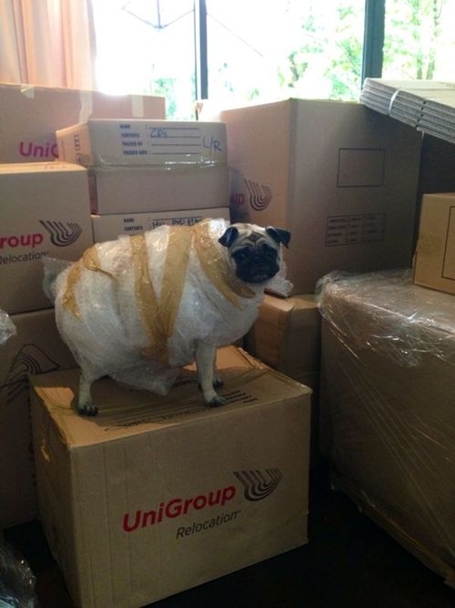 How to ship a pug