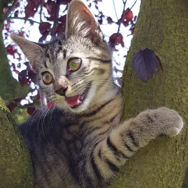 how to tell if your cat is possessed
