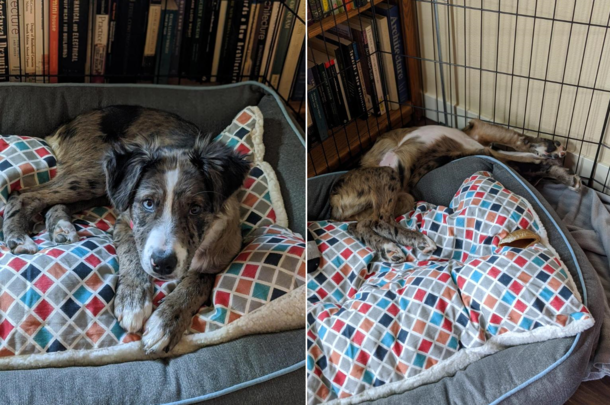 How you expect your dog to use their new bed vs how they actually use it
