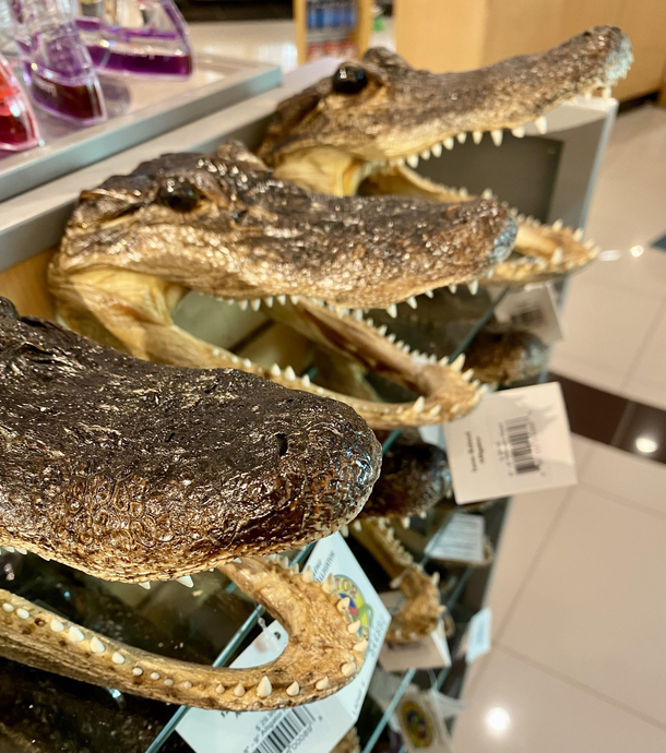 How you know youre in a Louisiana airport gift shop