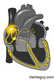 How Your Heart Functions