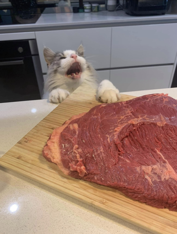Hudson just wants some god damn brisket