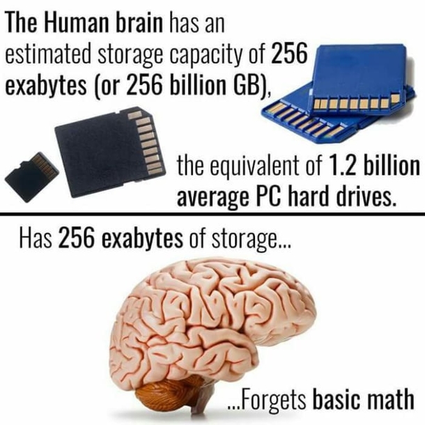 Human brain