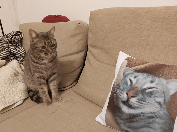 Human WTF