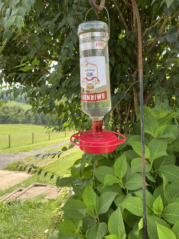 hummers getting drunk on that alcohol