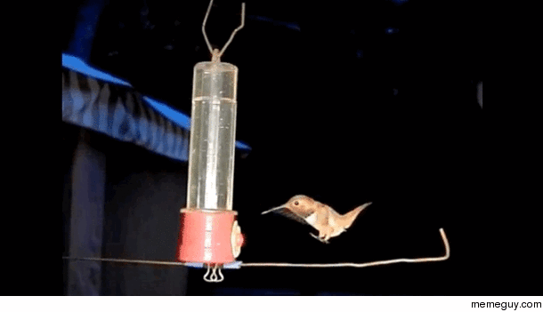 Hummingbird Attempting to Land 
