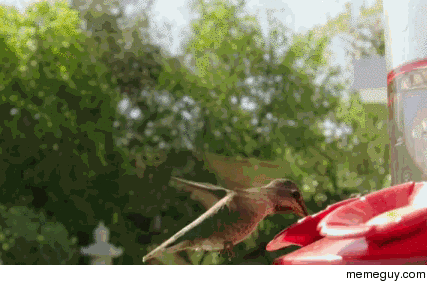 Hummingbirds high fps
