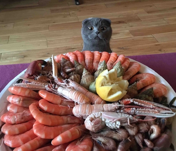 Hungry cat