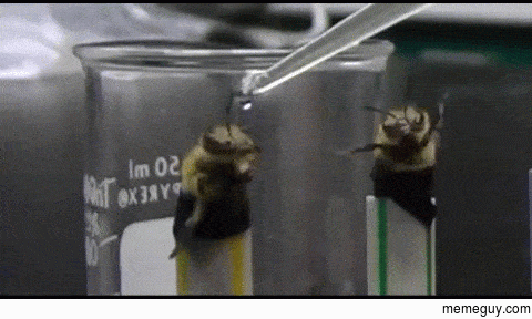 Hungry honeybee