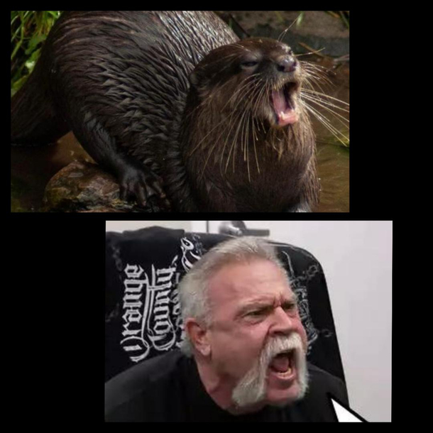 Hungry otter bears striking resemblance to angry human