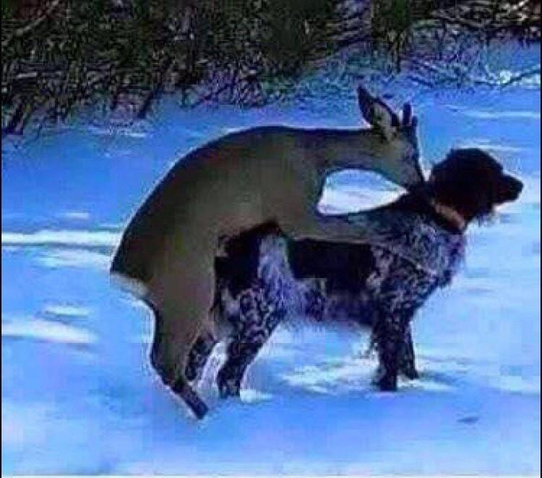 Hunting dog for sale