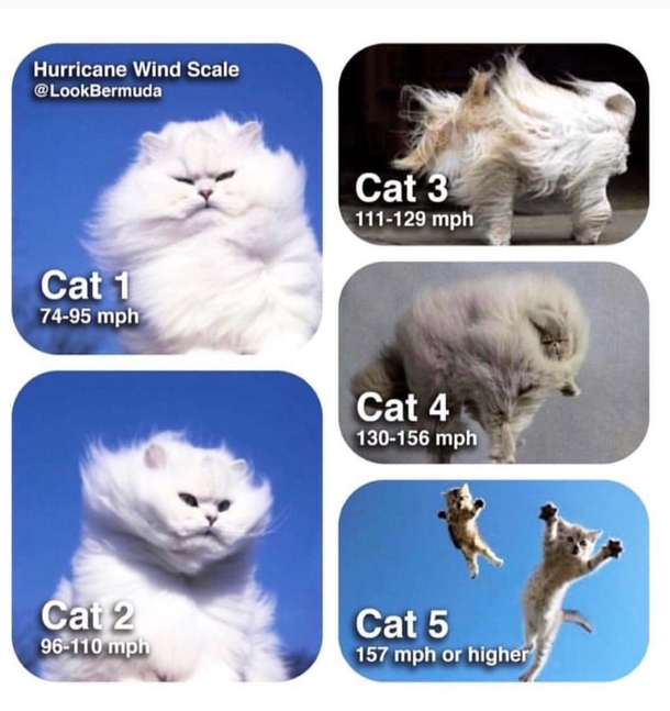 Hurricane Cats