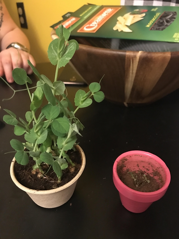 Husband and sister said Id kill any plant I attempted to grow so we had a betraceI lost