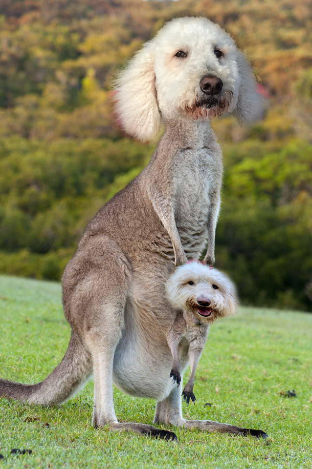 Husband got bored and wont stop poorly photoshopping our dogs on other animals during lockdown Presenting kangadoodles
