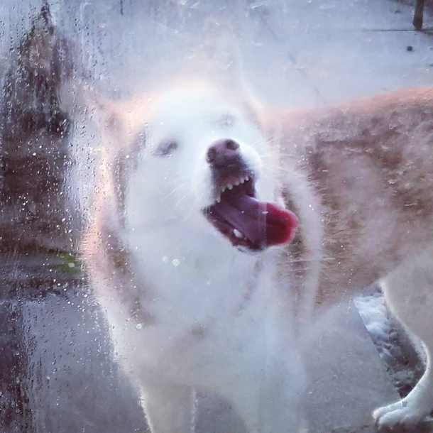 Huskies are such majestic creatures