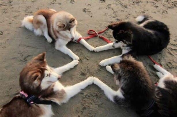 Huskies summoning treats and also Satan