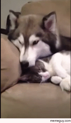 Husky and cat share a special moment
