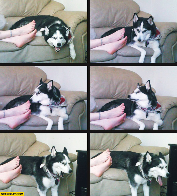 Husky doesnt like musky