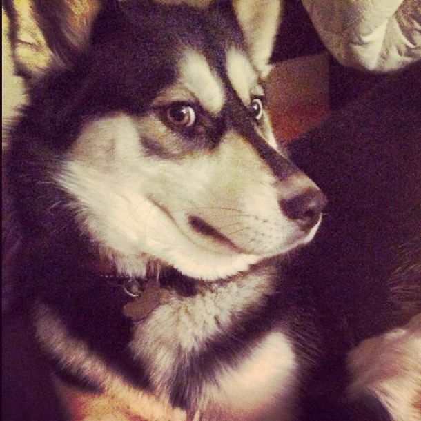 Husky doge Such resemblance