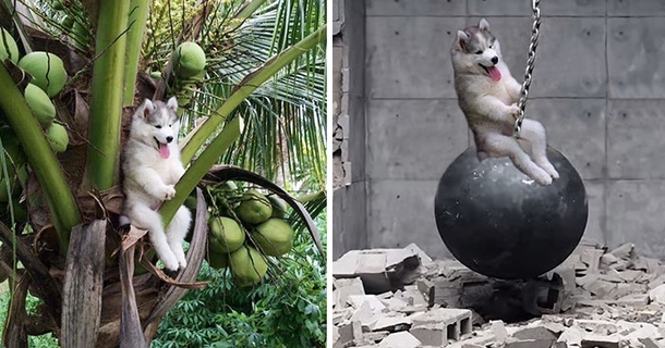 Husky Gets Stuck On Coconut Tree The Internet Decides To Help