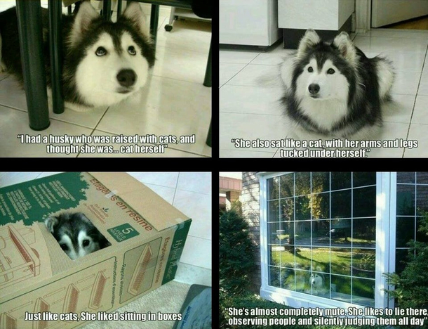 Husky raised by cats