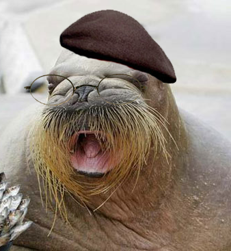 hyneman the walrus