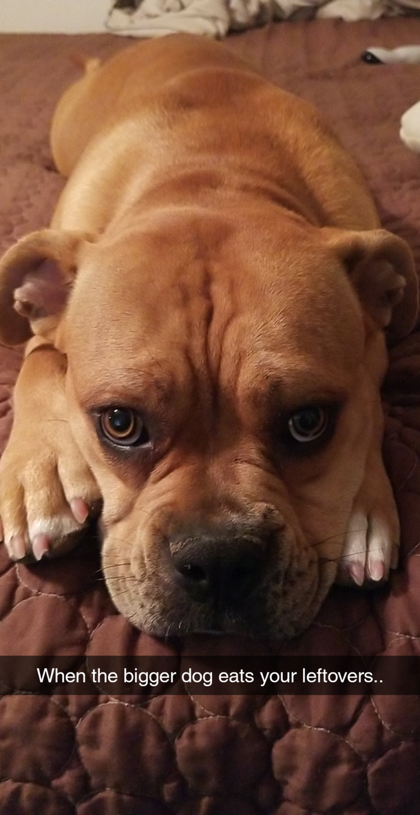 I accidentally gave her scraps to her big broh
