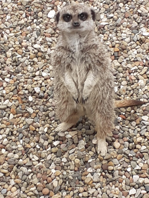 I accidentally made the meerkats mad at me story in the comments