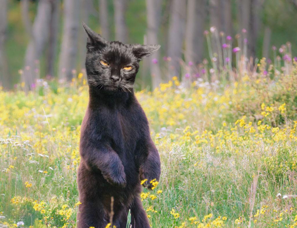 I also like to photoshop my cats face on bears