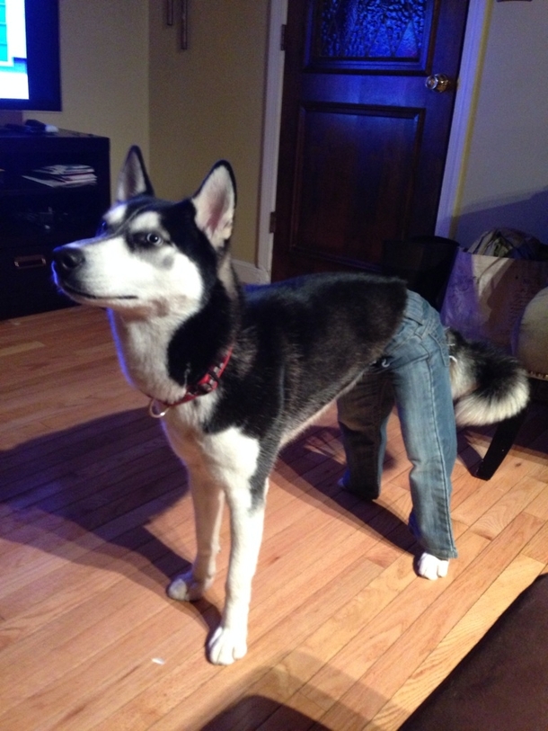 I also put my toddlers jeans on my dog
