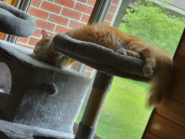 I always find him sleeping in the weirdest positions