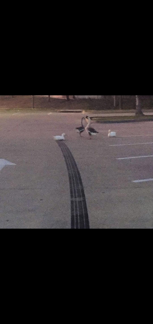 i am speed