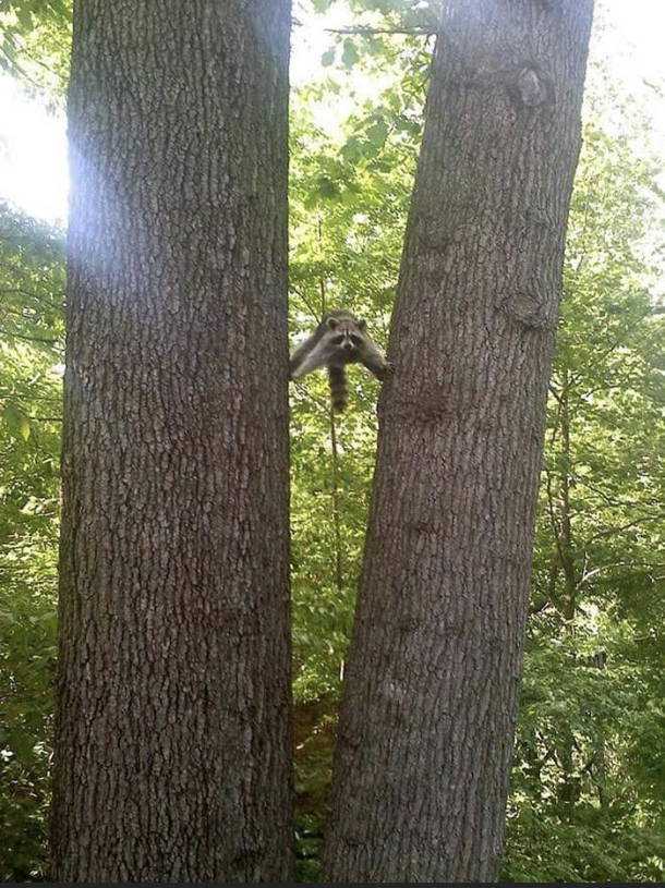 I am the Lorax I speak for the trees