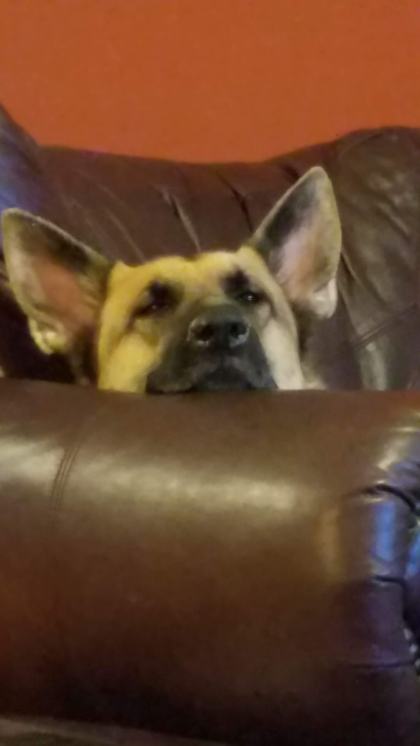 I asked my dog how he was doing from the other side of our family room He looks back at me like this